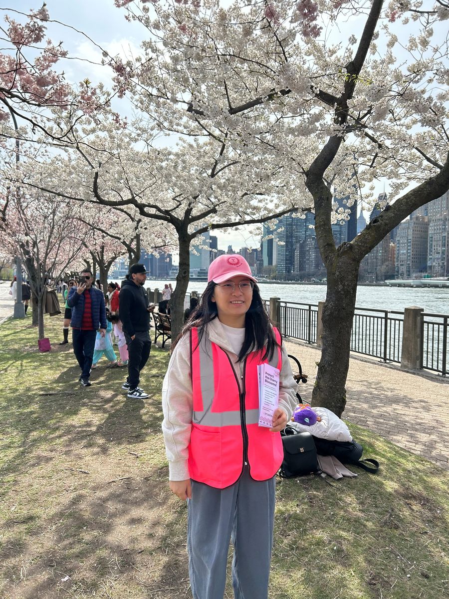 🌸 Join the Cherry Blossom Petal Protectors – Volunteer This Spring!