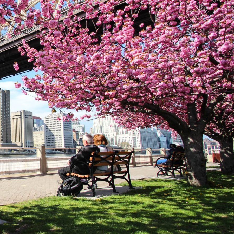 The Roosevelt Island Public Purpose Fund Awards $260,000 in Grants to 18 Nonprofits